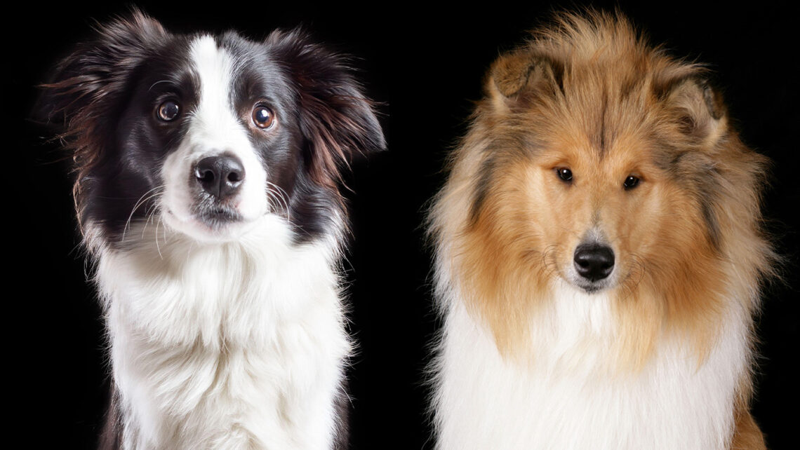 Collie vs Border Collie
