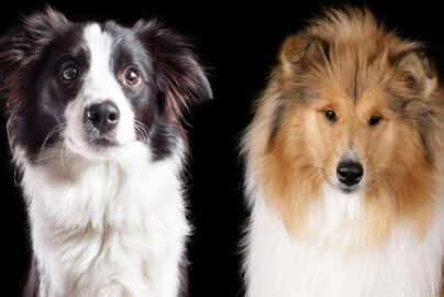 Collie vs Border Collie