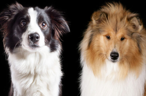 Collie vs Border Collie
