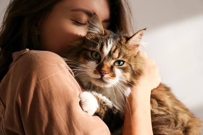 How to Make My Cat an Emotional Support Animal?