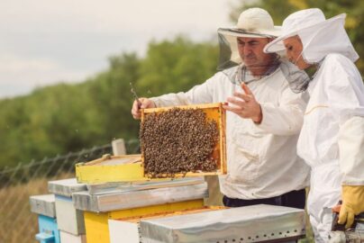 Bee Suit Design for USA Beekeeping Conditions