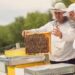 Bee Suit Design for USA Beekeeping Conditions